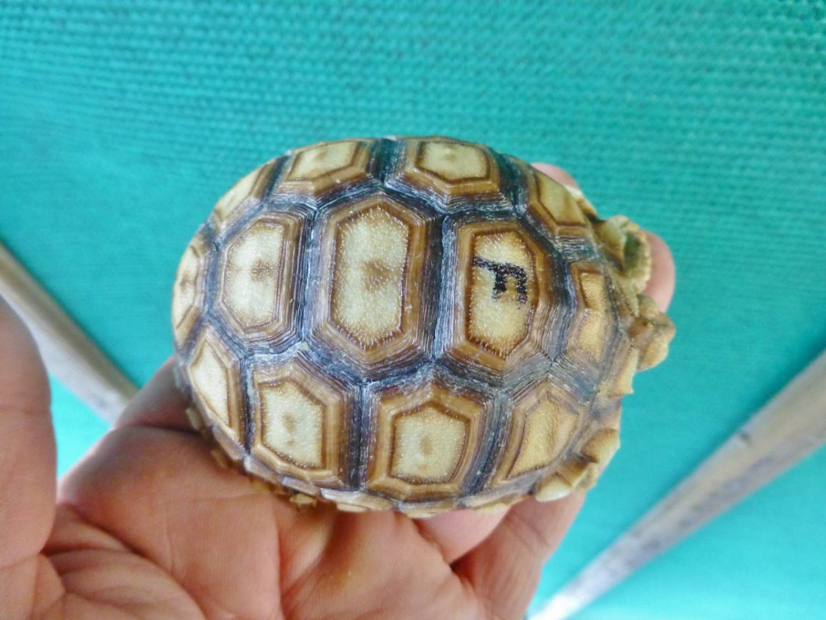 Albino-Ivory-Sulcata-Female-3inchesc.jpg