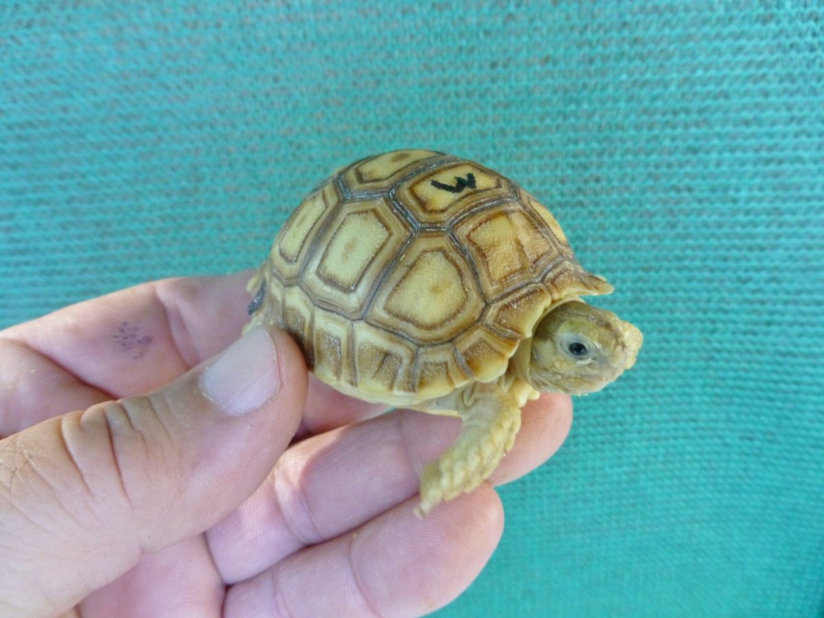 10217/Albino-Ivory-Sulcata-Male-2-5inchesb.jpg