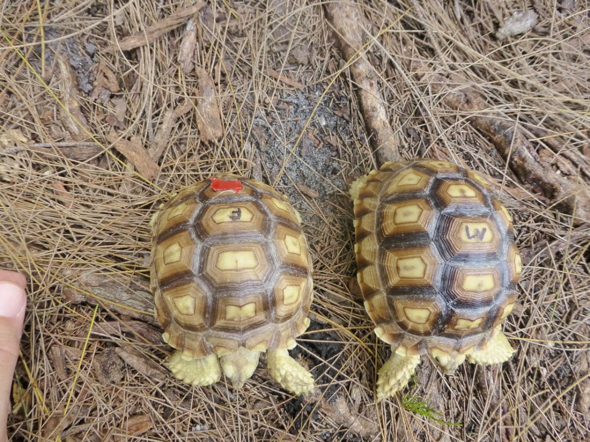 Pair-1-Male-and-Female-Top.jpg