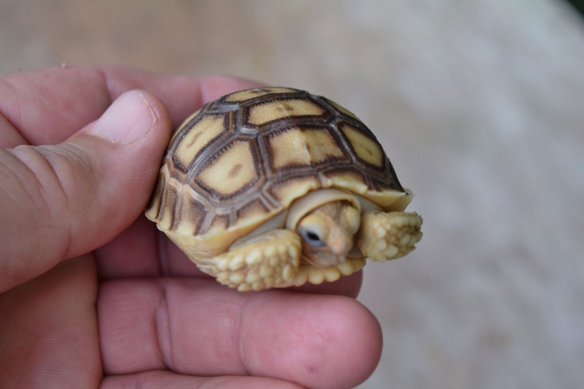 Florida Iguana & Tortoise Breeders