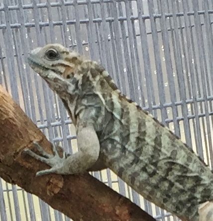 10361/Blue-Rhino-Hatching-Iguana-2-Zoomed.JPG