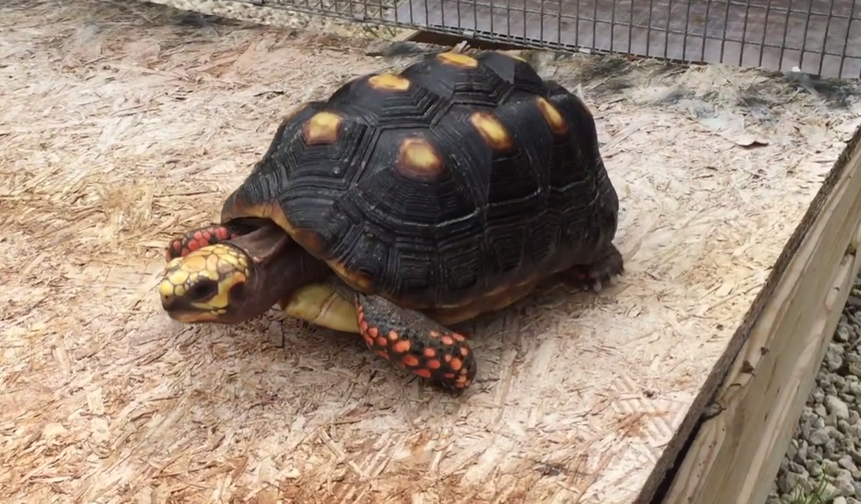 10434/3-7_5-inch-Female-Redfoot-tortoise-b.jpg