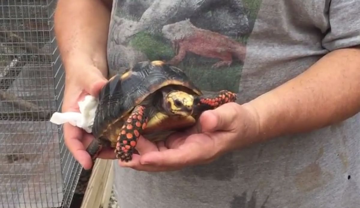 3-7_5-inch-Female-Redfoot-tortoise-a.jpg