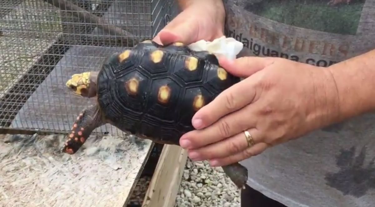 3-7_5-inch-Female-Redfoot-tortoise-c.jpg