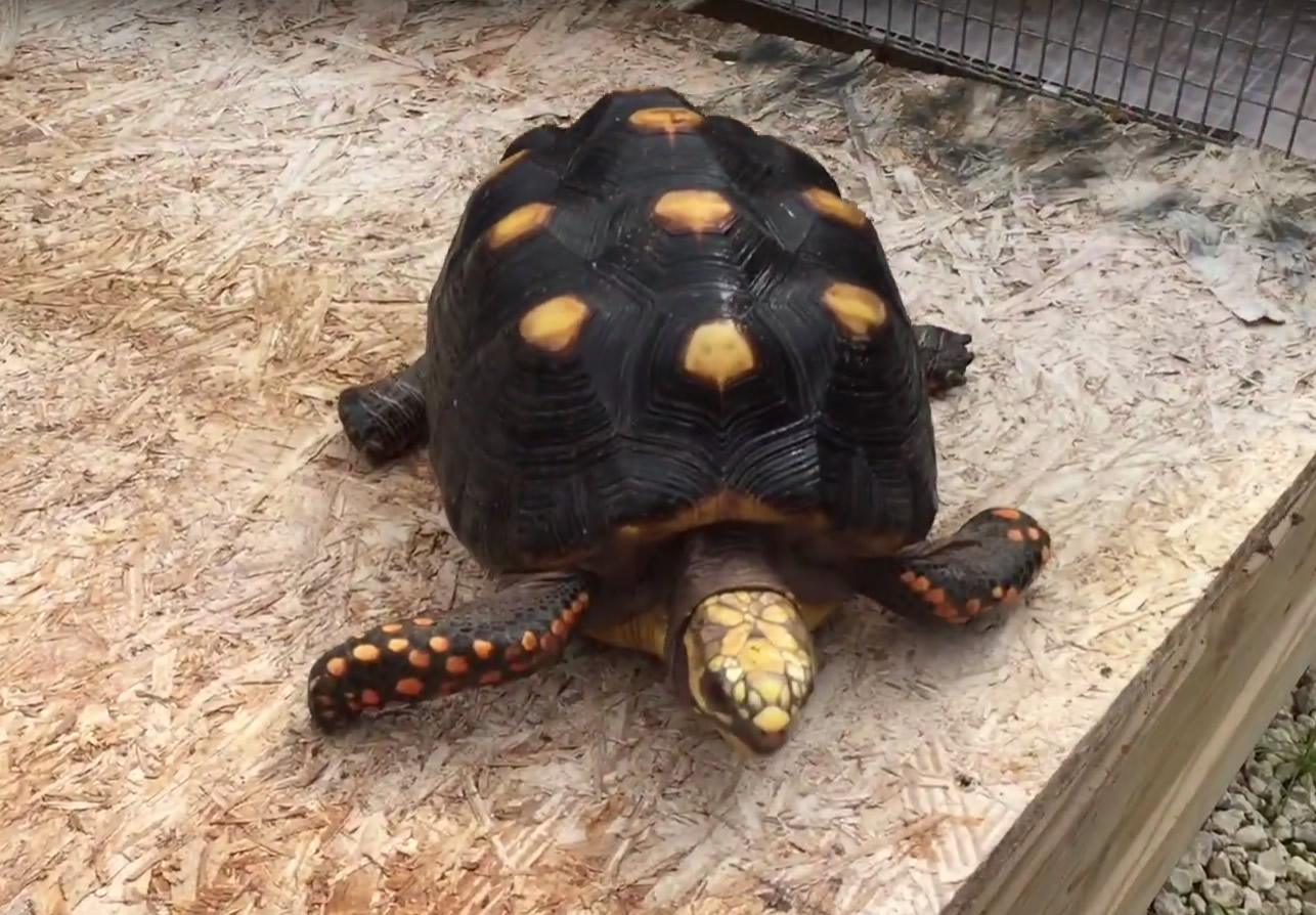 10435/1-8_5-inch-Female-Redfoot-tortoise-A.jpg