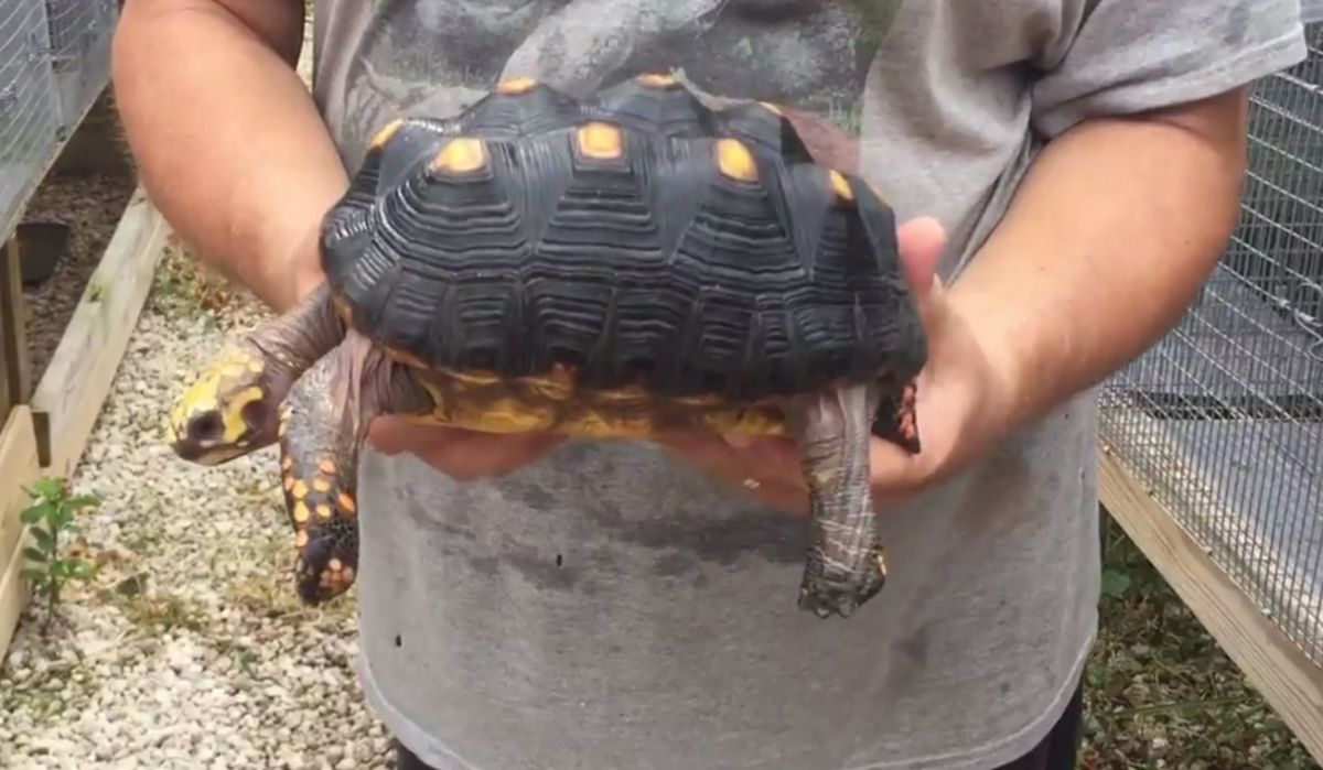 Florida Iguana & Tortoise Breeders