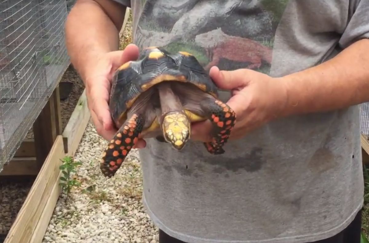 1-8_5-inch-Female-Redfoot-tortoise-C.jpg