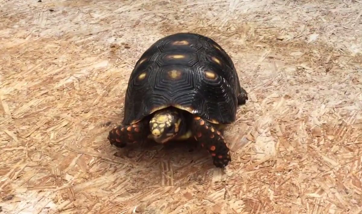 Florida Iguana & Tortoise Breeders