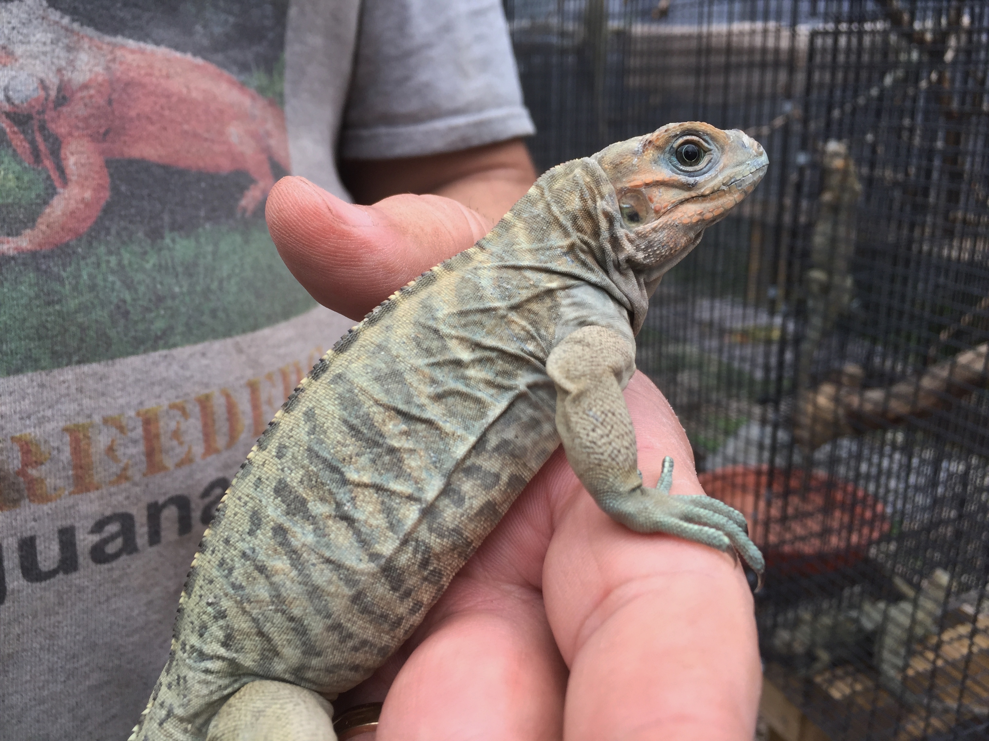 10595/2017-Blue-Rhino-Iguana-A.JPG