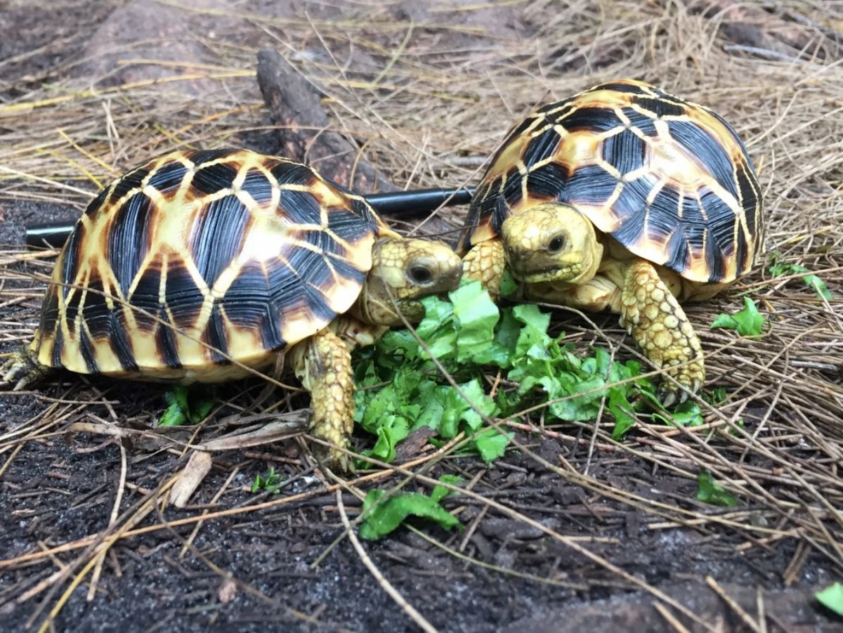 Florida Iguana & Tortoise Breeders