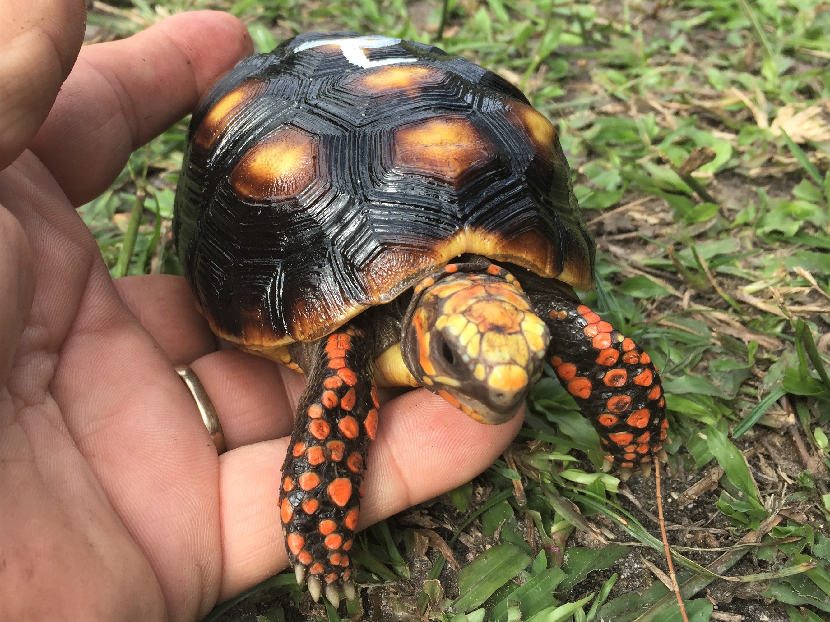 florida-iguana-tortoise-breeders