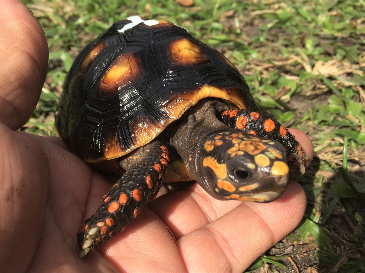 Florida Iguana & Tortoise Breeders