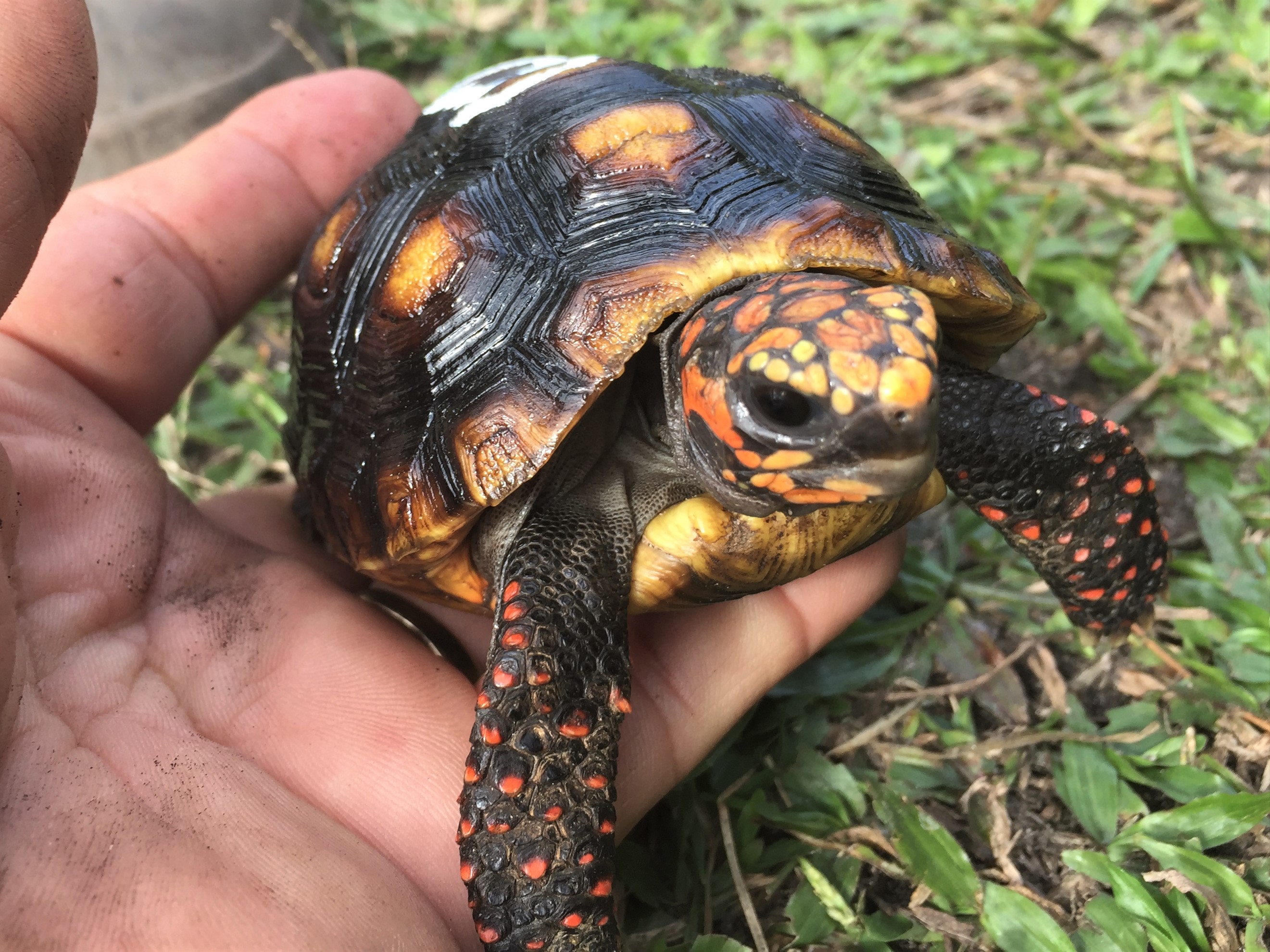 Florida Iguana & Tortoise Breeders