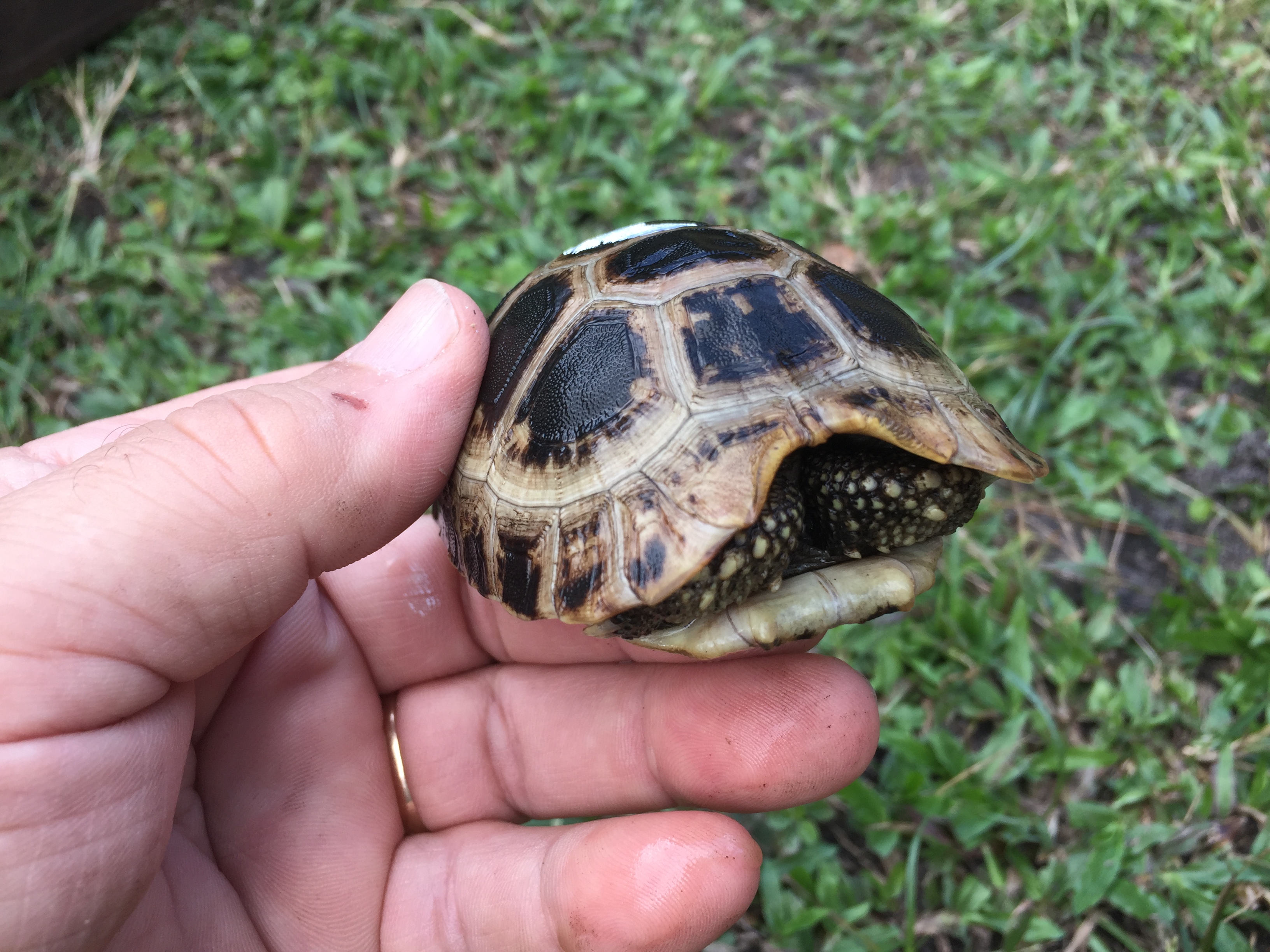 Florida Iguana & Tortoise Breeders