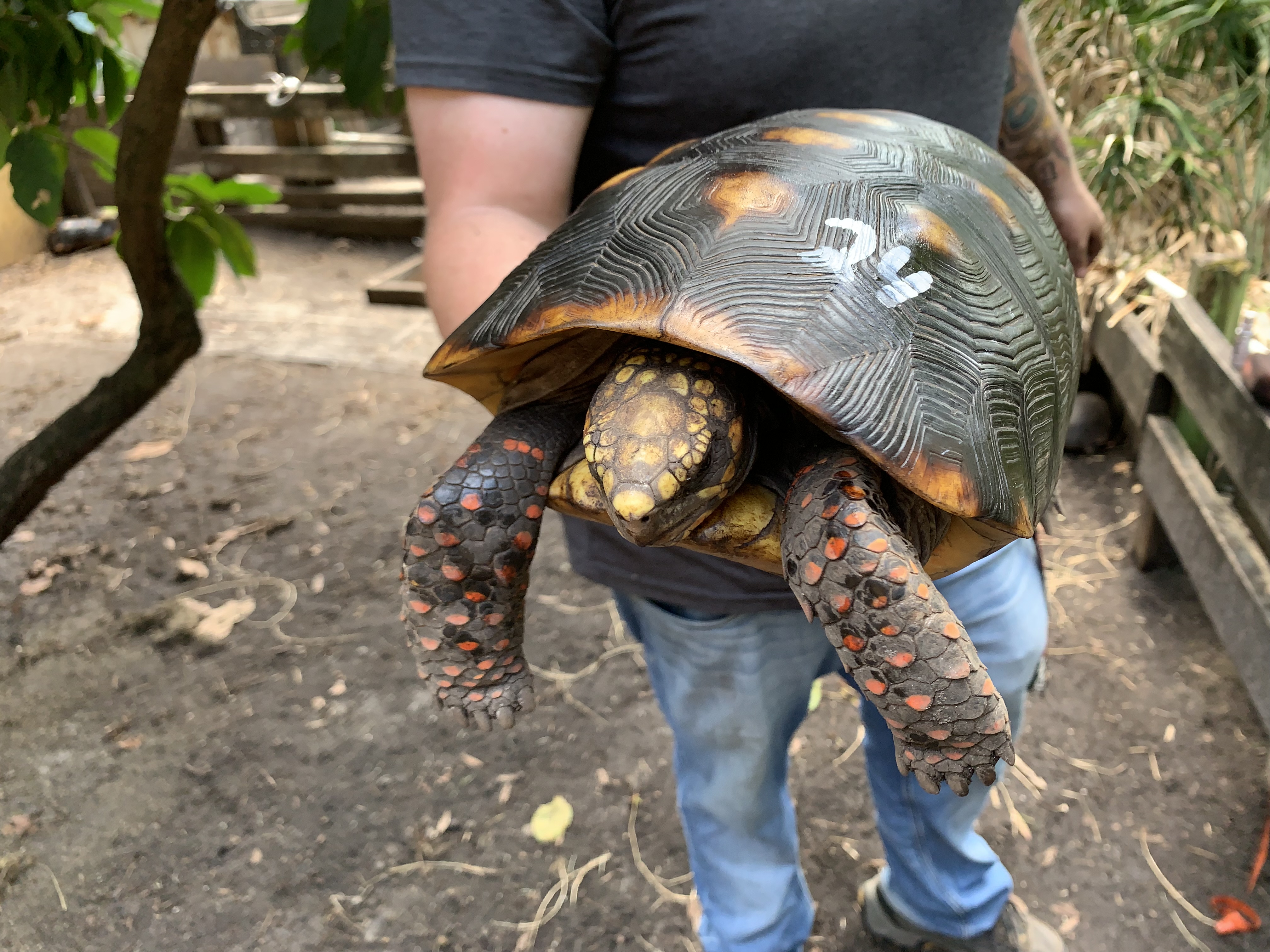 Florida Iguana & Tortoise Breeders