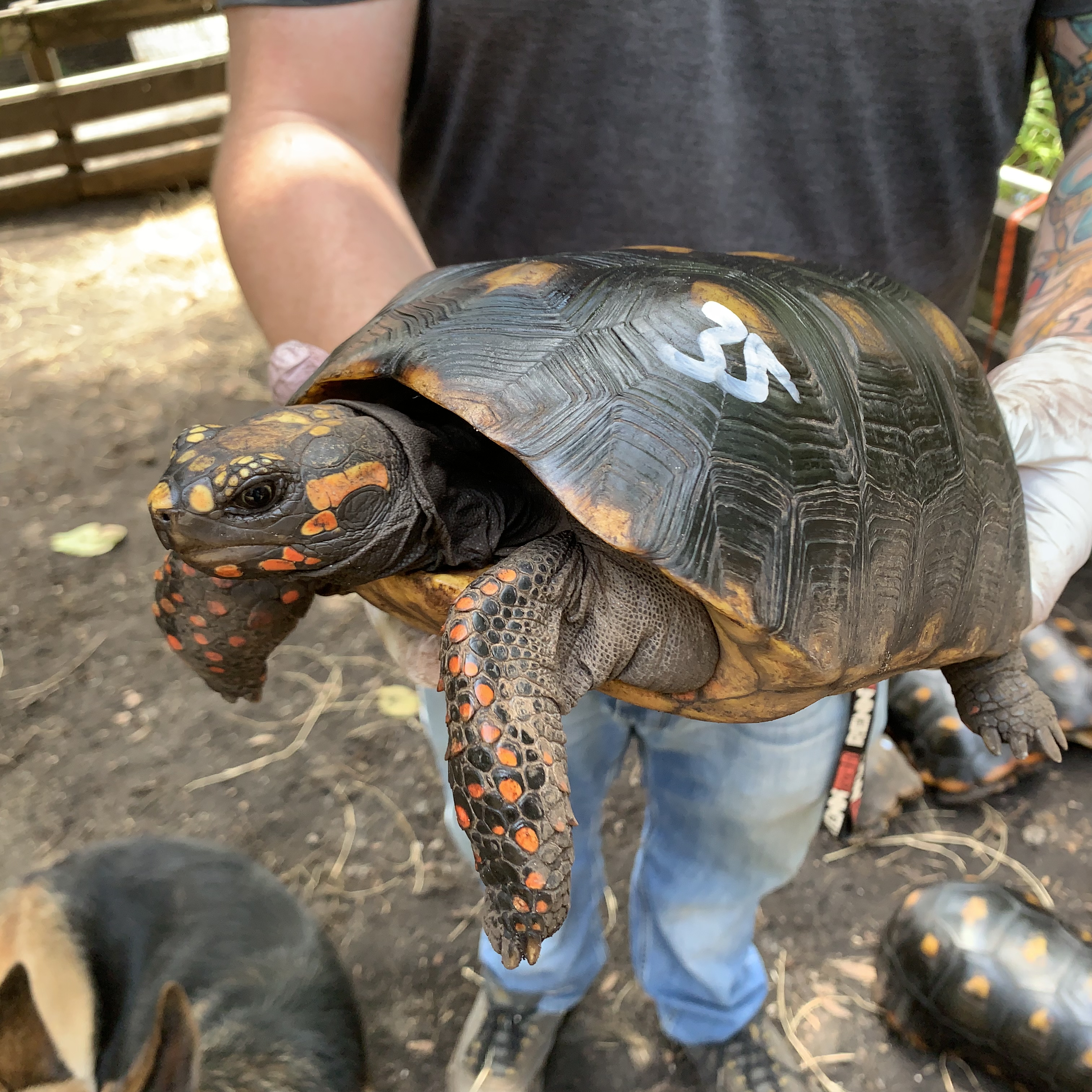 Florida Iguana & Tortoise Breeders