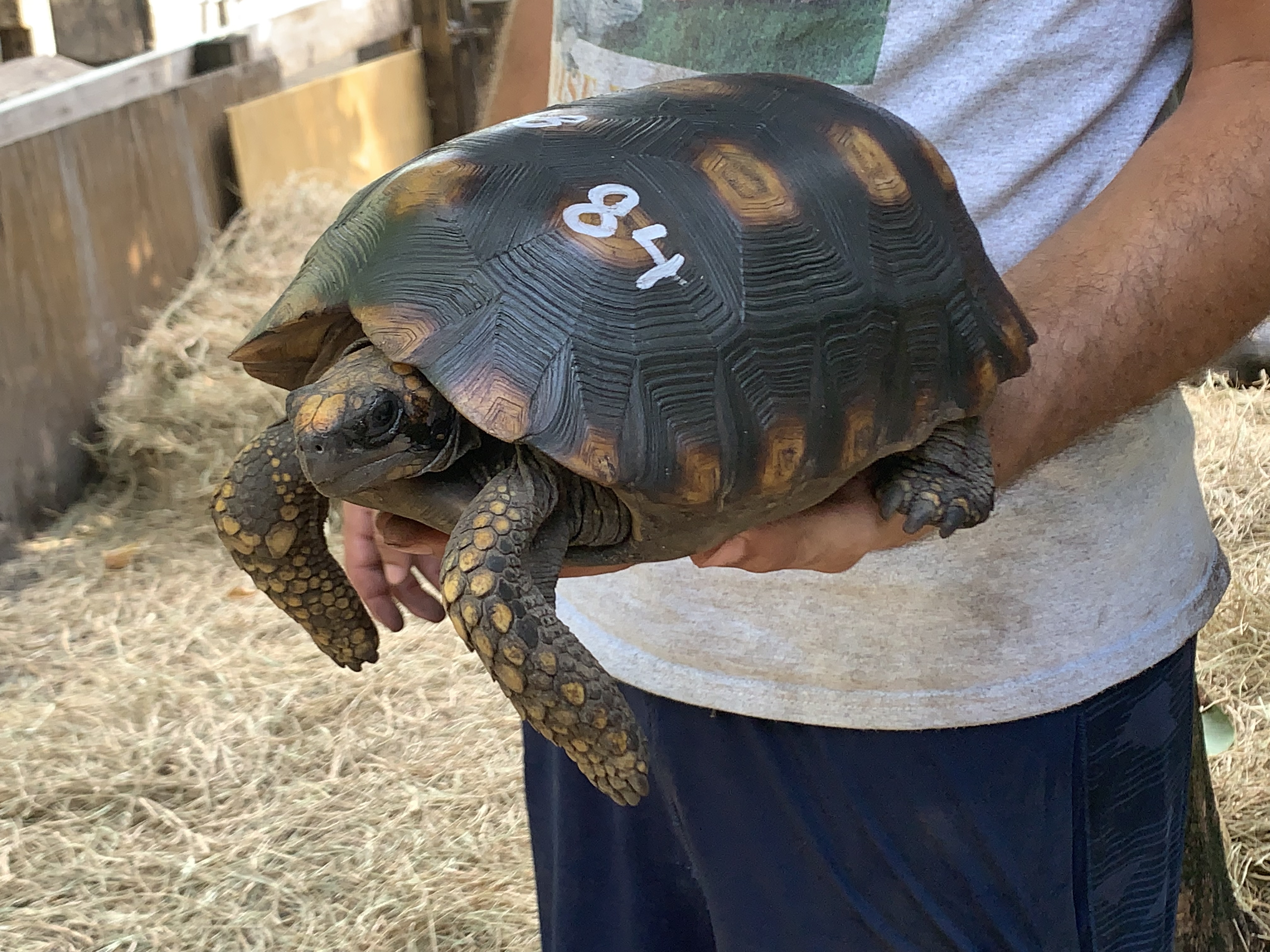 Florida Iguana & Tortoise Breeders