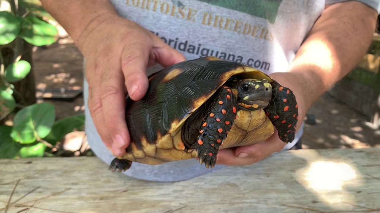 Florida Iguana &amp; Tortoise Breeders