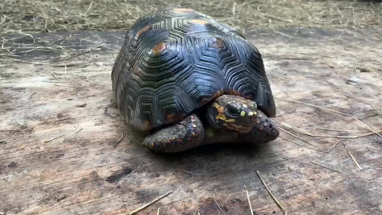 Florida Iguana & Tortoise Breeders