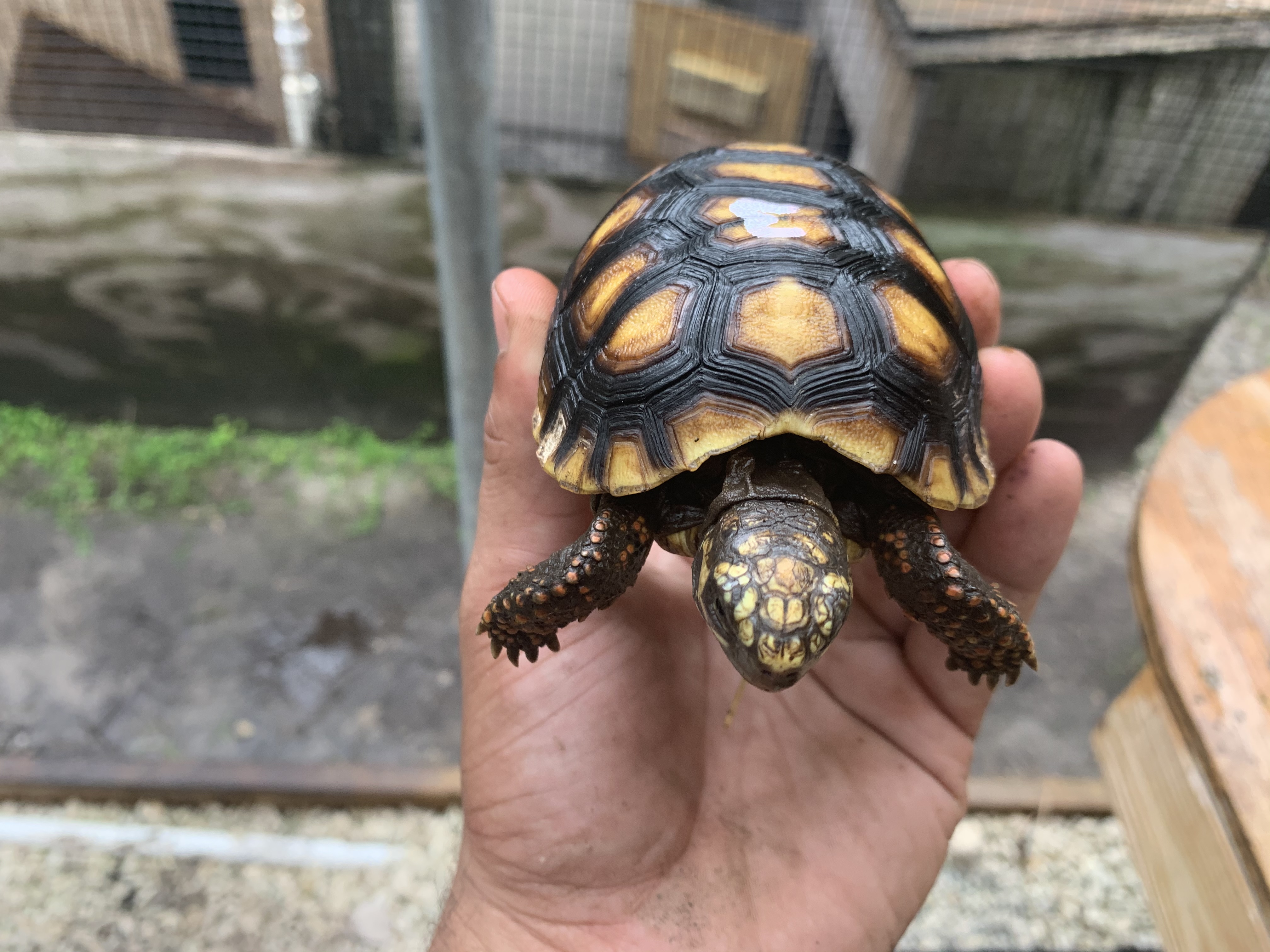 Florida Iguana & Tortoise Breeders