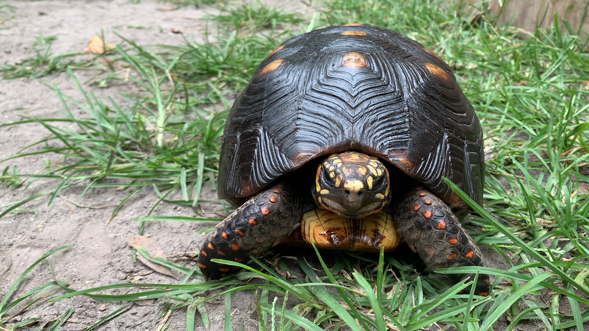 Florida Iguana & Tortoise Breeders