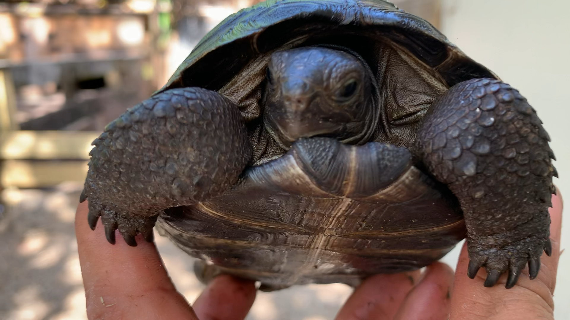 Florida Iguana & Tortoise Breeders