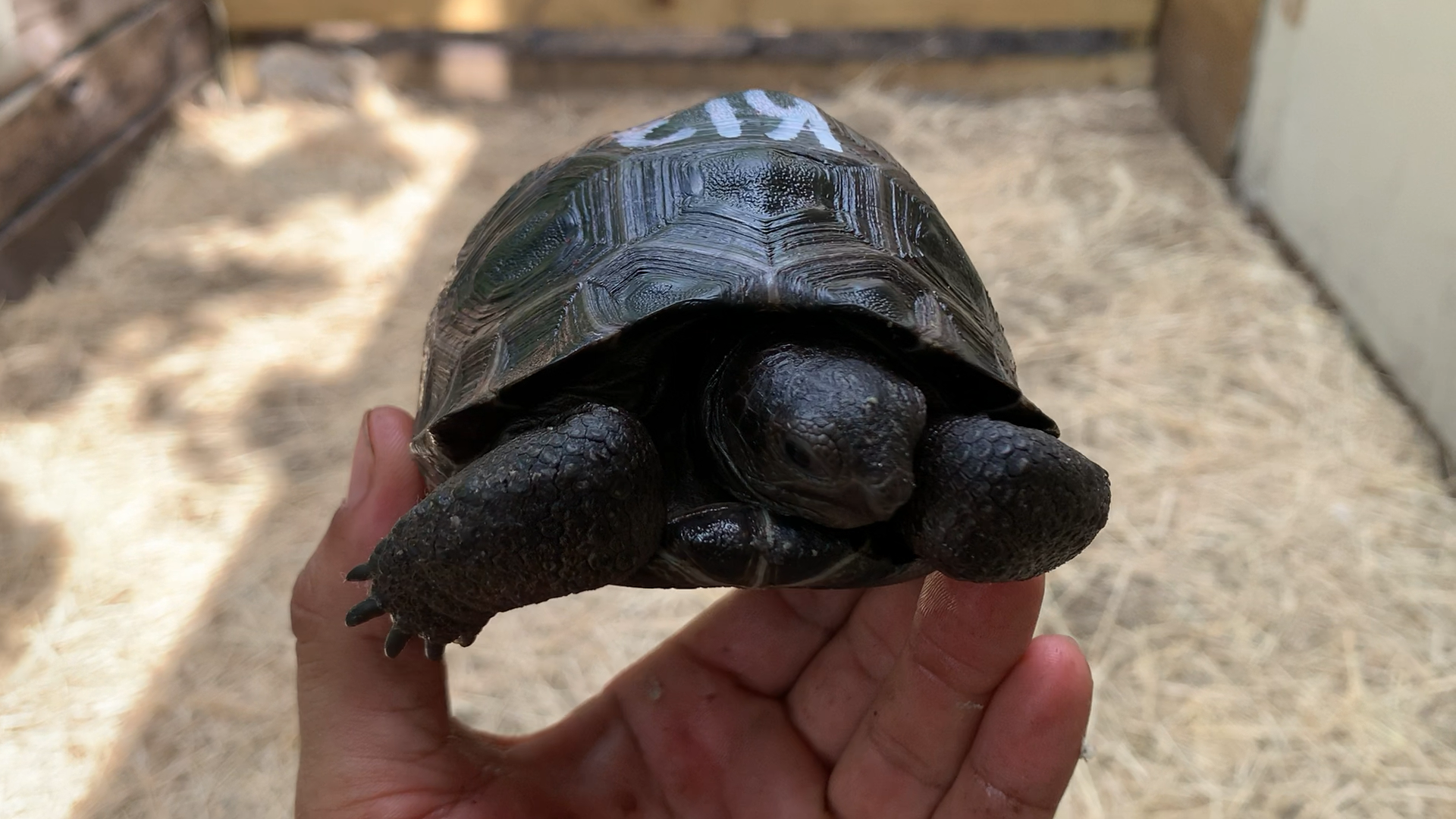 Florida Iguana & Tortoise Breeders