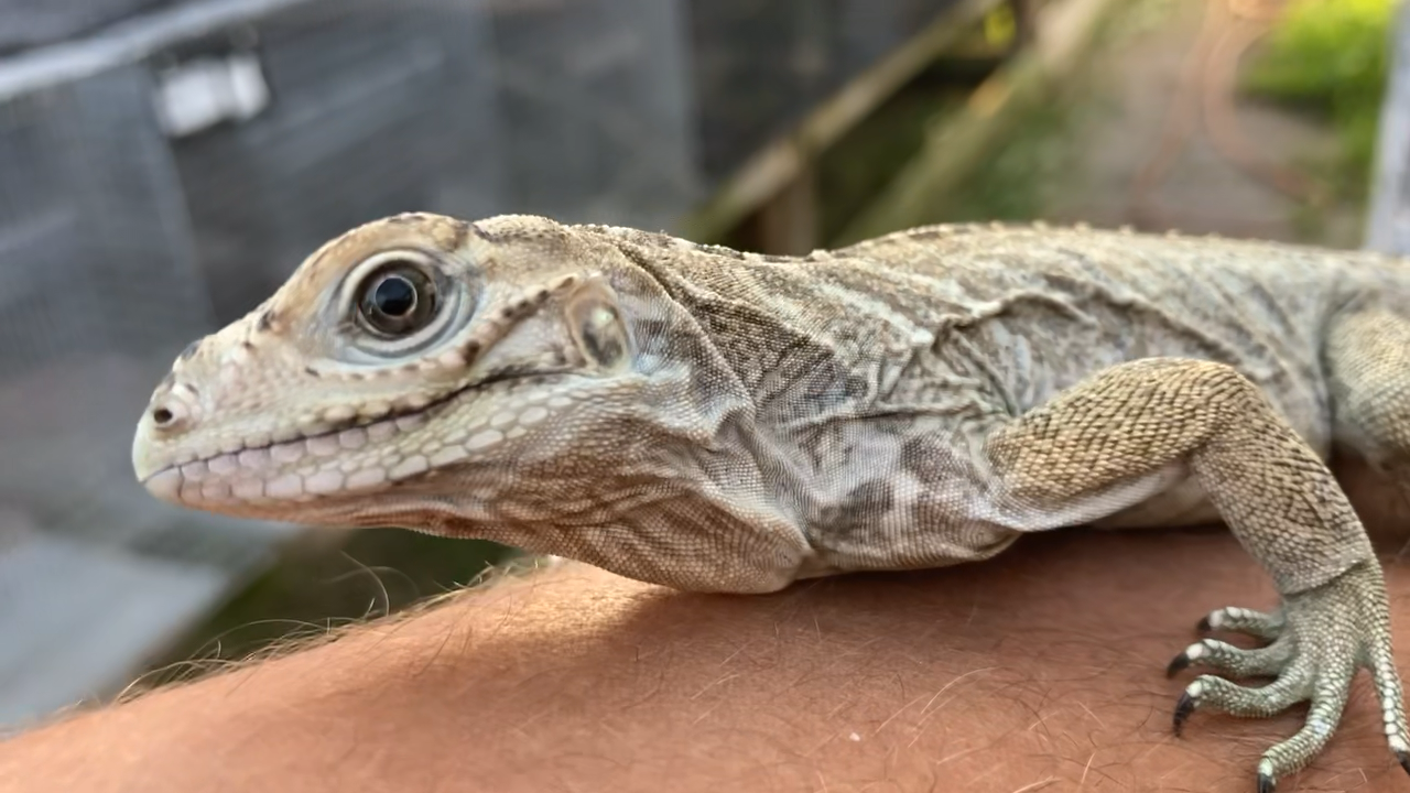 Florida Iguana & Tortoise Breeders