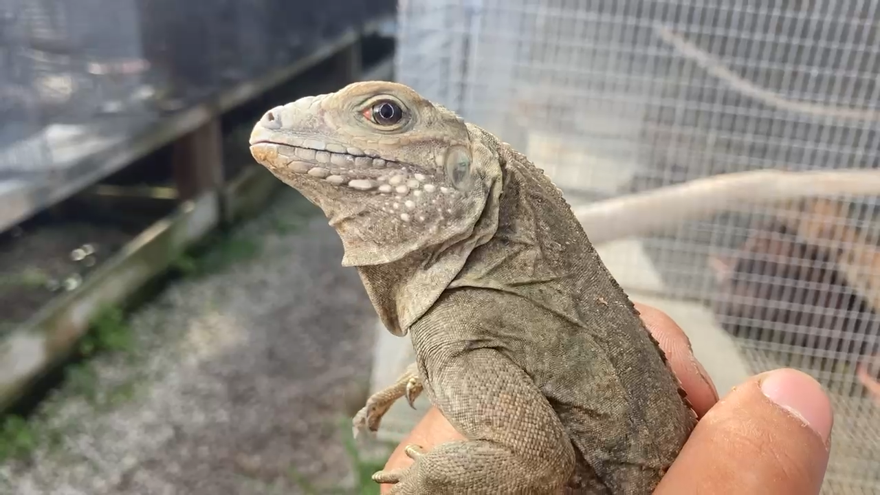 Florida Iguana & Tortoise Breeders