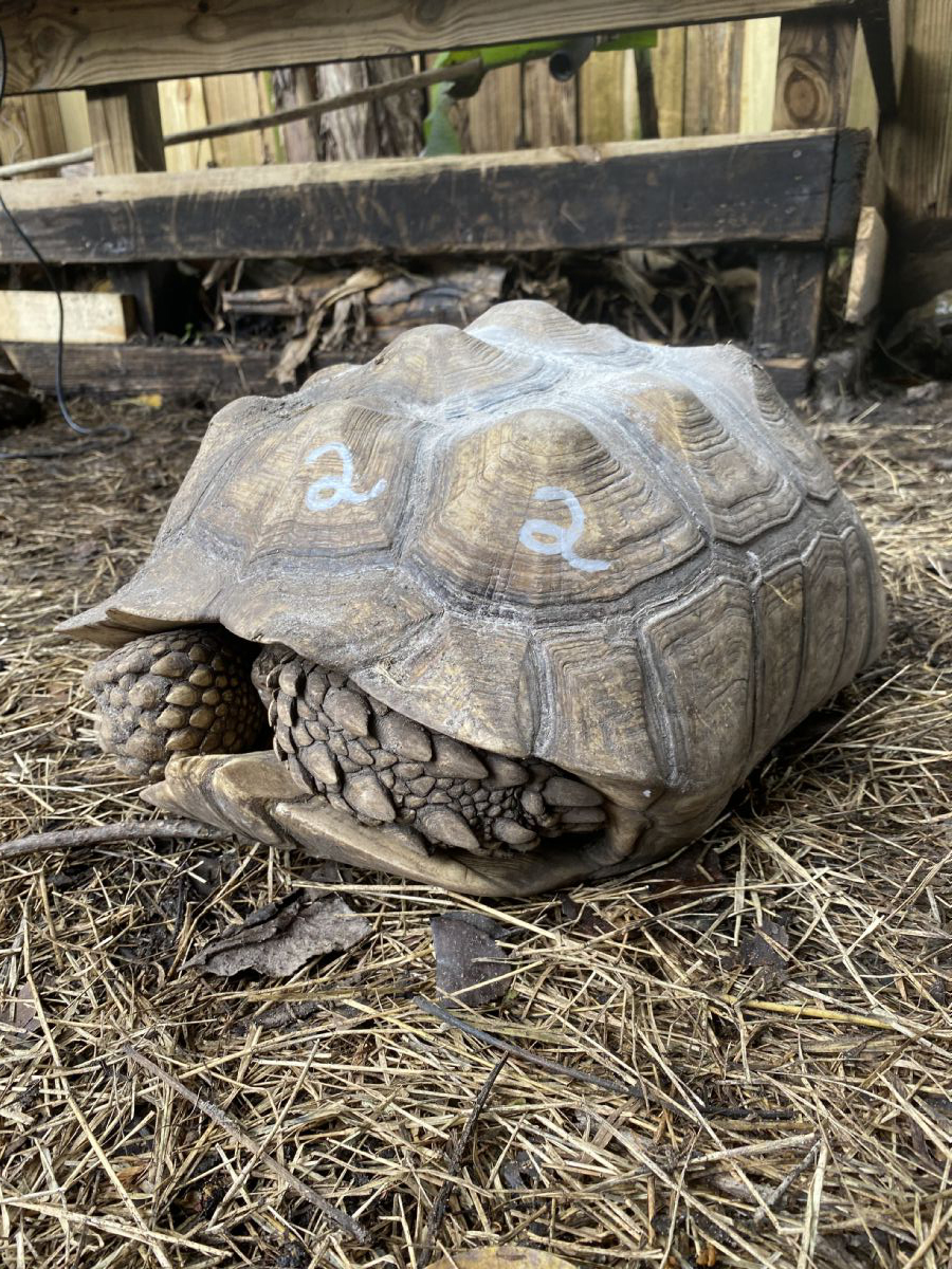 Florida Iguana & Tortoise Breeders