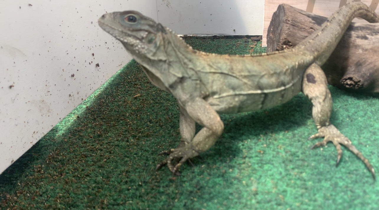 Florida Iguana & Tortoise Breeders