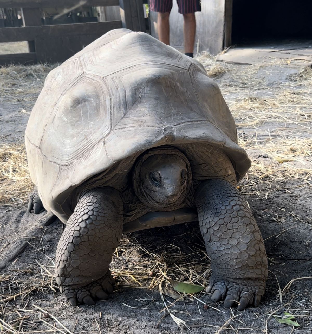 Florida Iguana & Tortoise Breeders