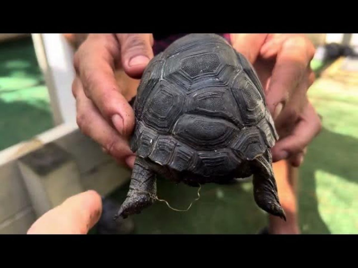 Florida Iguana & Tortoise Breeders