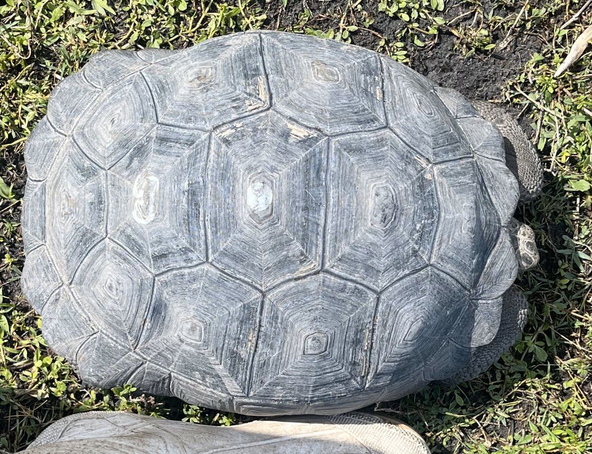 Florida Iguana & Tortoise Breeders