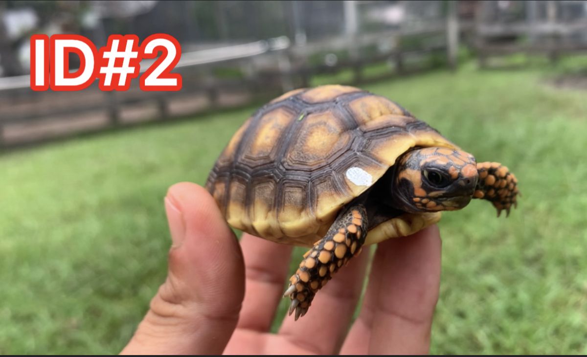 Florida Iguana & Tortoise Breeders