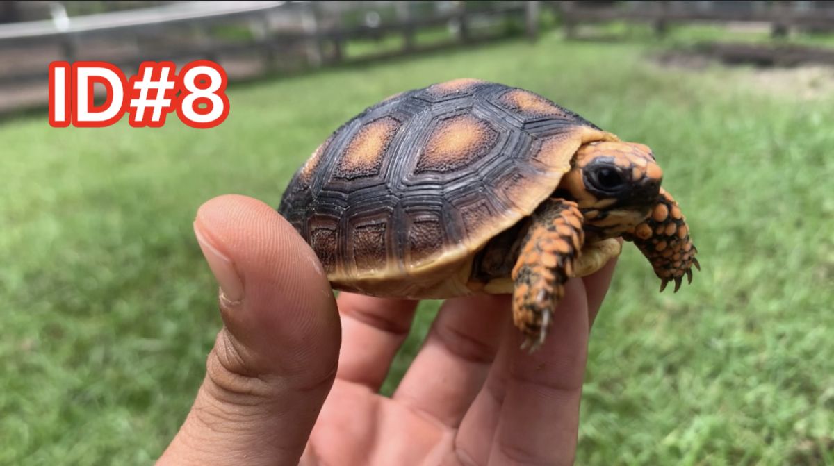 Florida Iguana & Tortoise Breeders