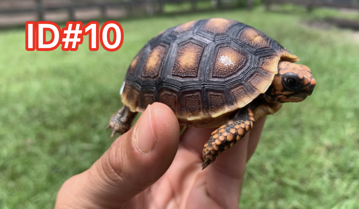 Florida Iguana & Tortoise Breeders