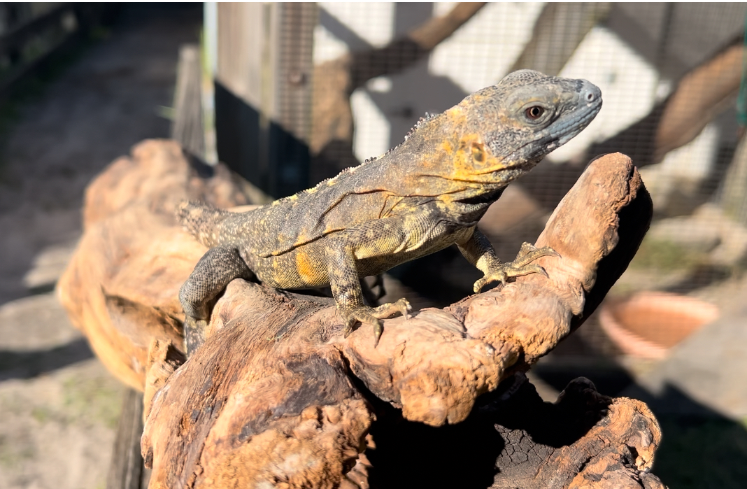 Florida Iguana & Tortoise Breeders