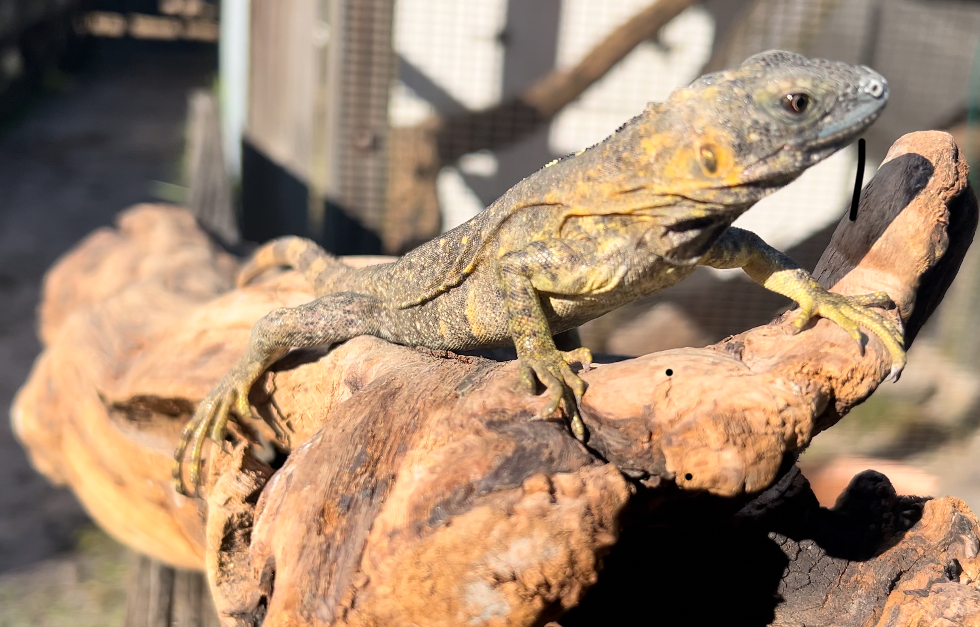 Florida Iguana & Tortoise Breeders