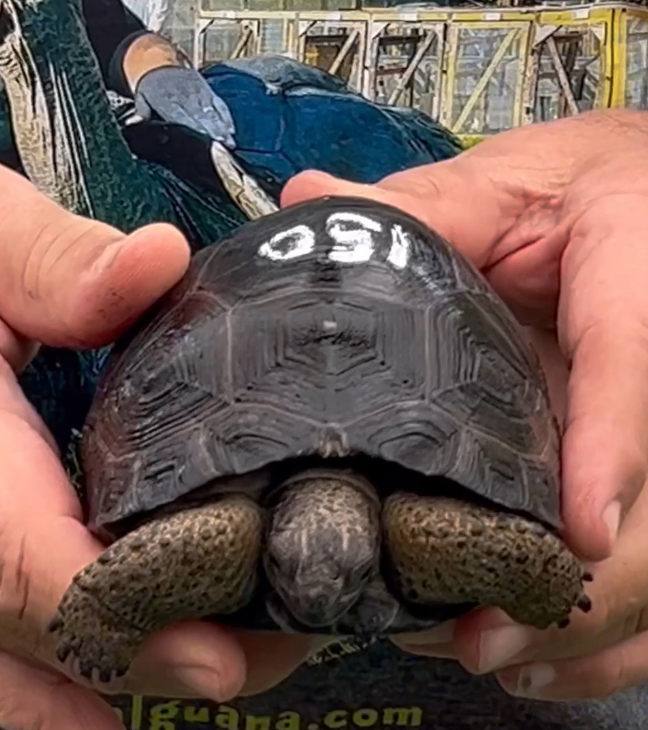 Florida Iguana & Tortoise Breeders