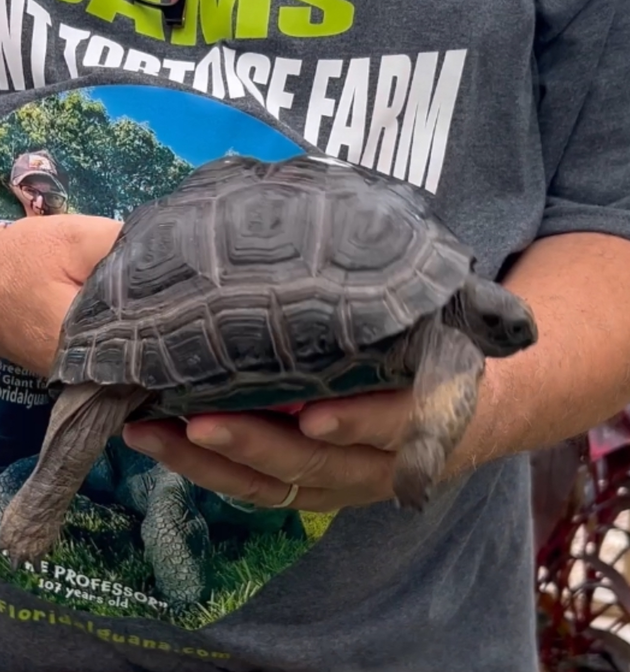 Florida Iguana & Tortoise Breeders