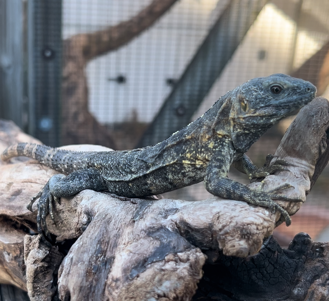 Florida Iguana & Tortoise Breeders