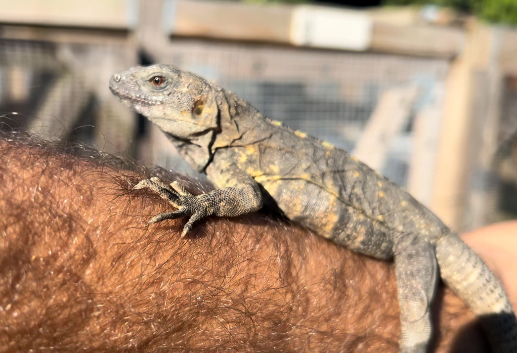 Florida Iguana & Tortoise Breeders