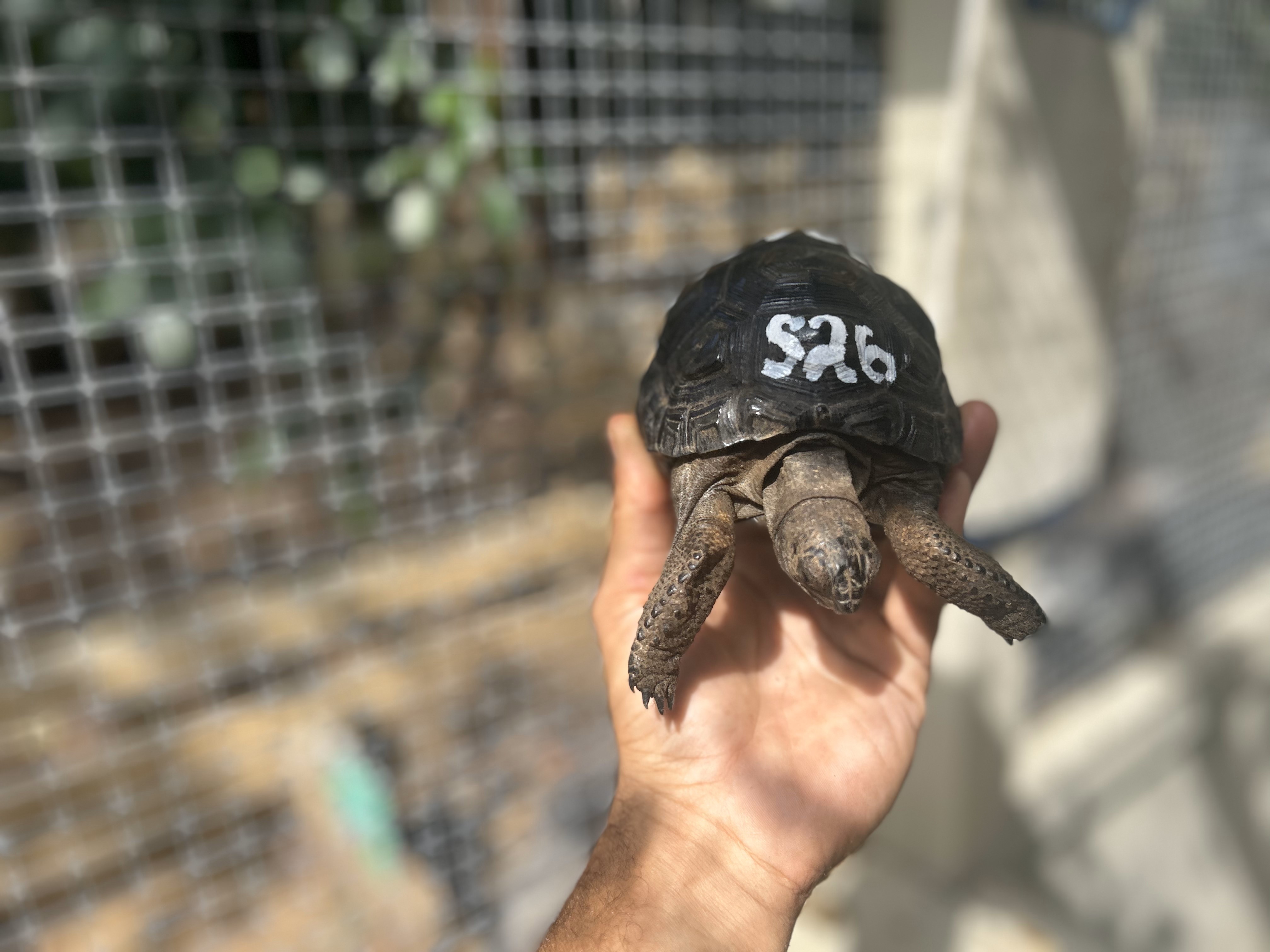 Florida Iguana & Tortoise Breeders