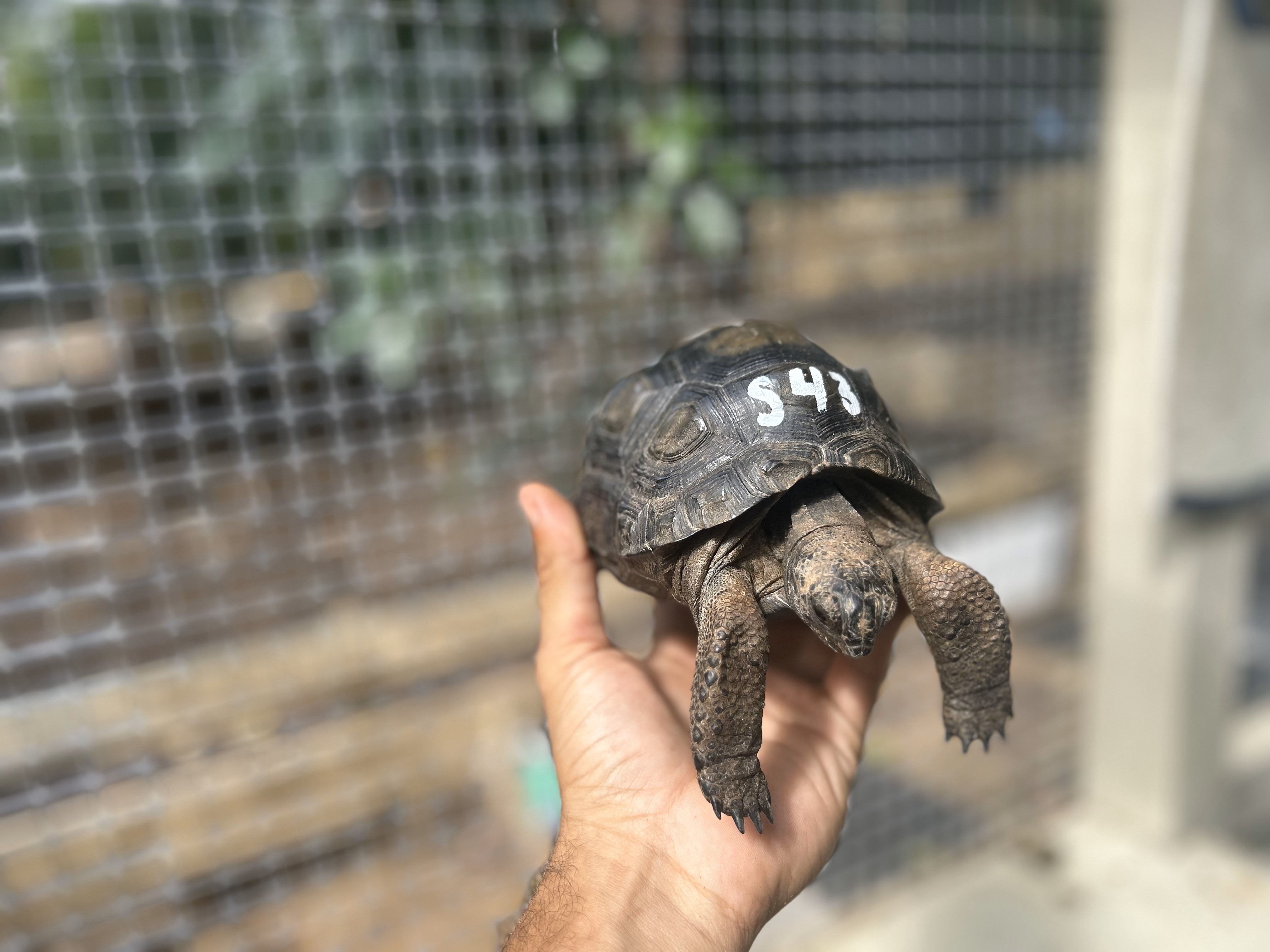 Florida Iguana & Tortoise Breeders