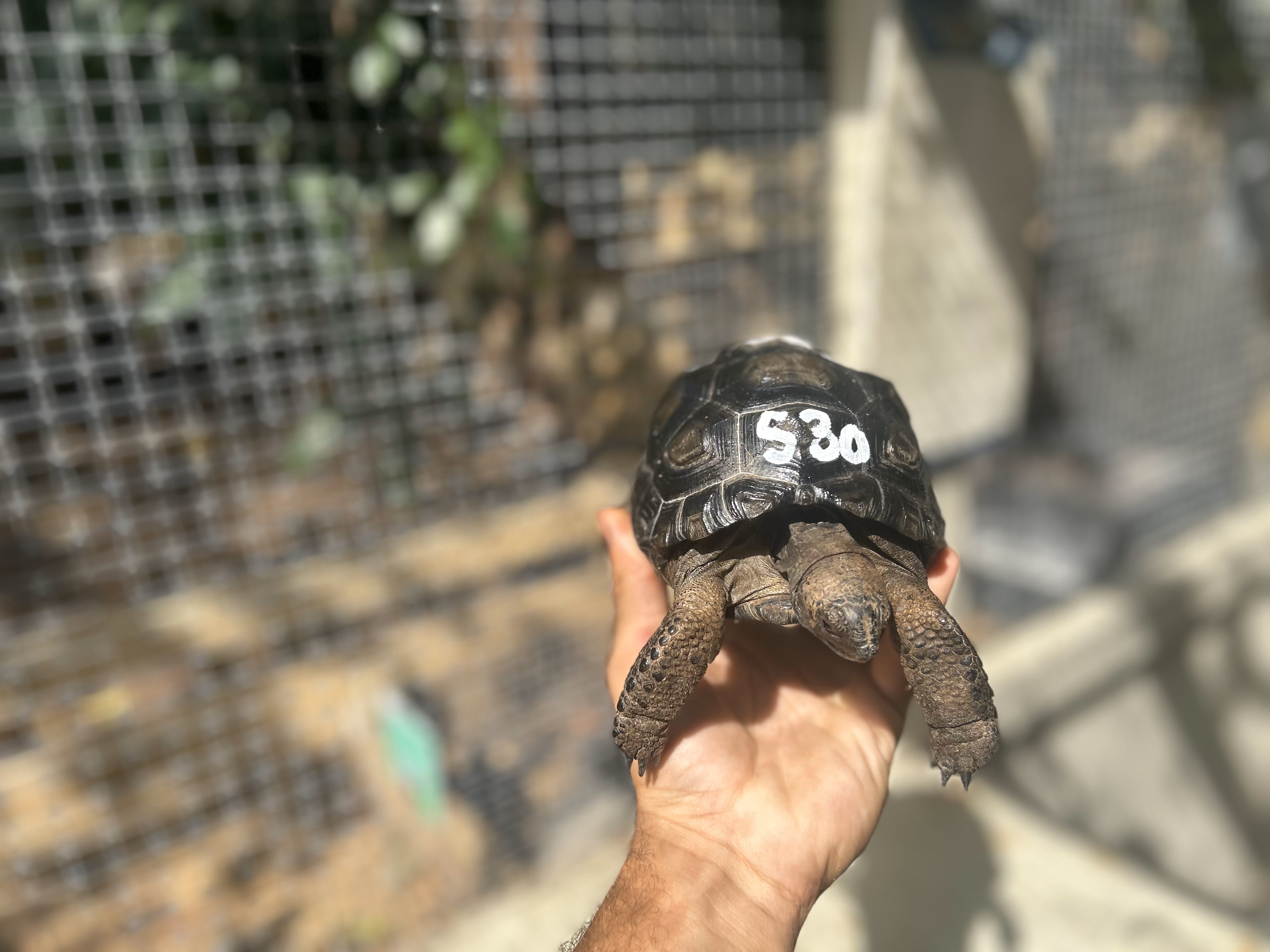 Florida Iguana & Tortoise Breeders