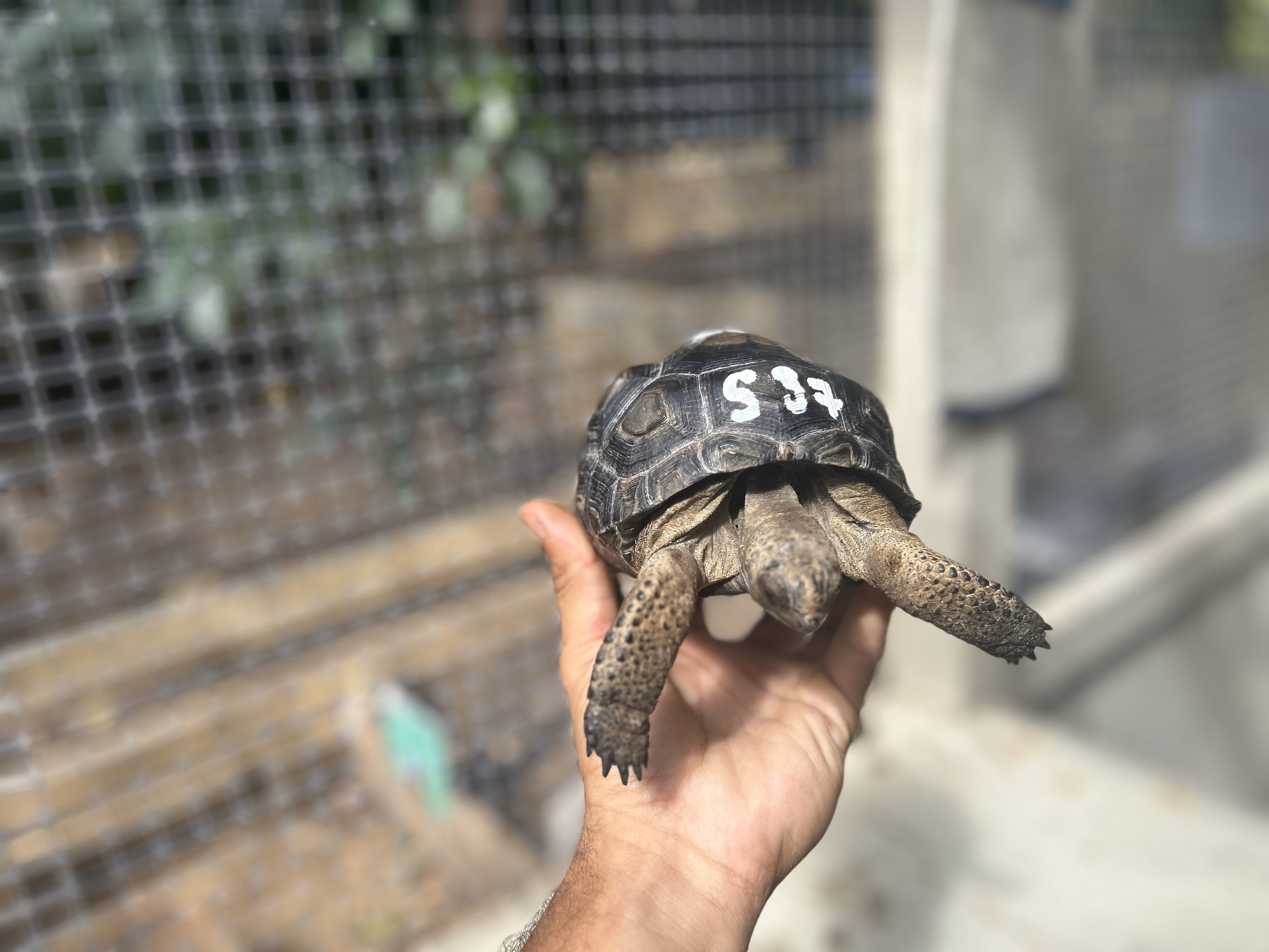 Florida Iguana & Tortoise Breeders