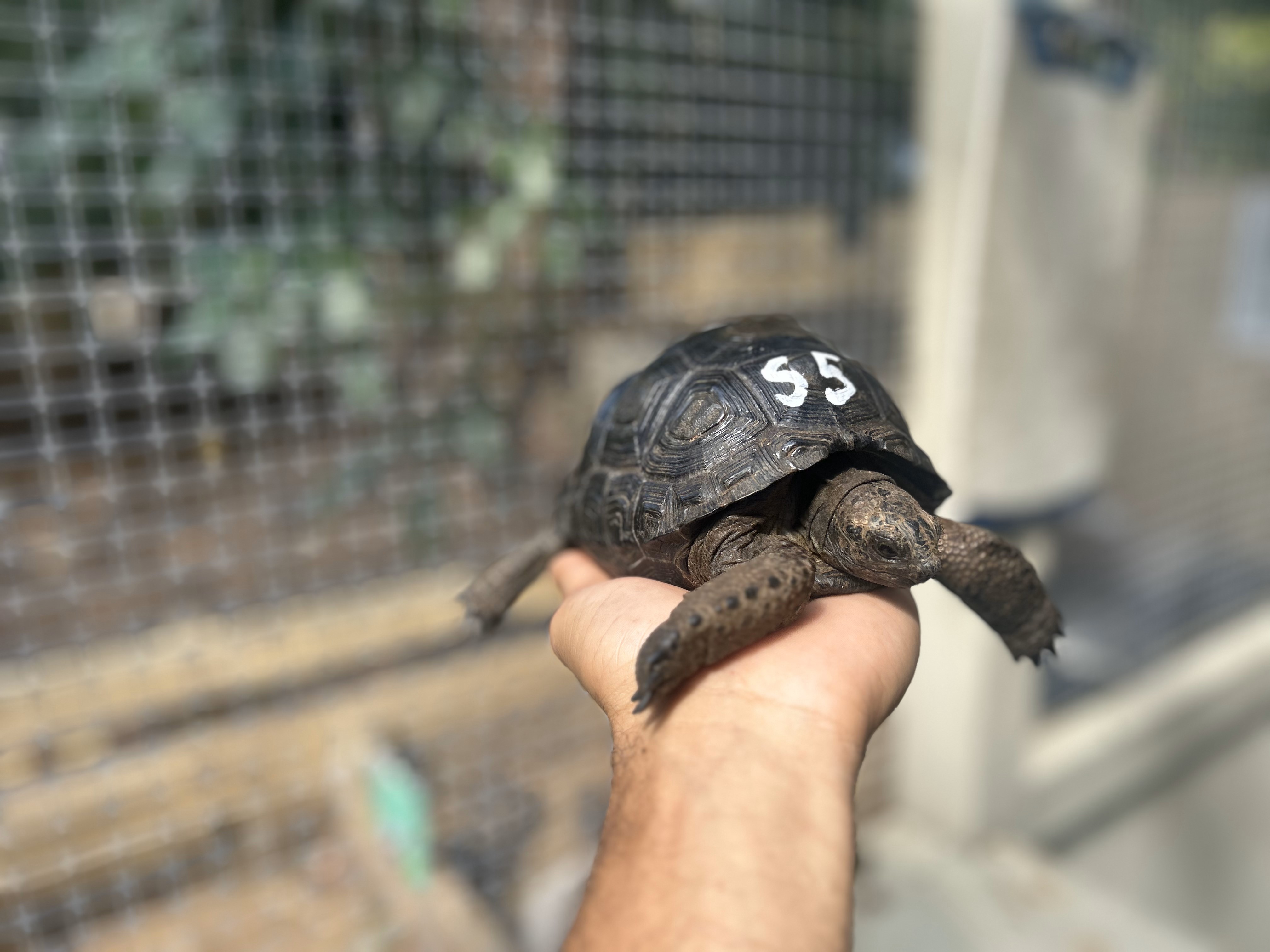 Florida Iguana & Tortoise Breeders