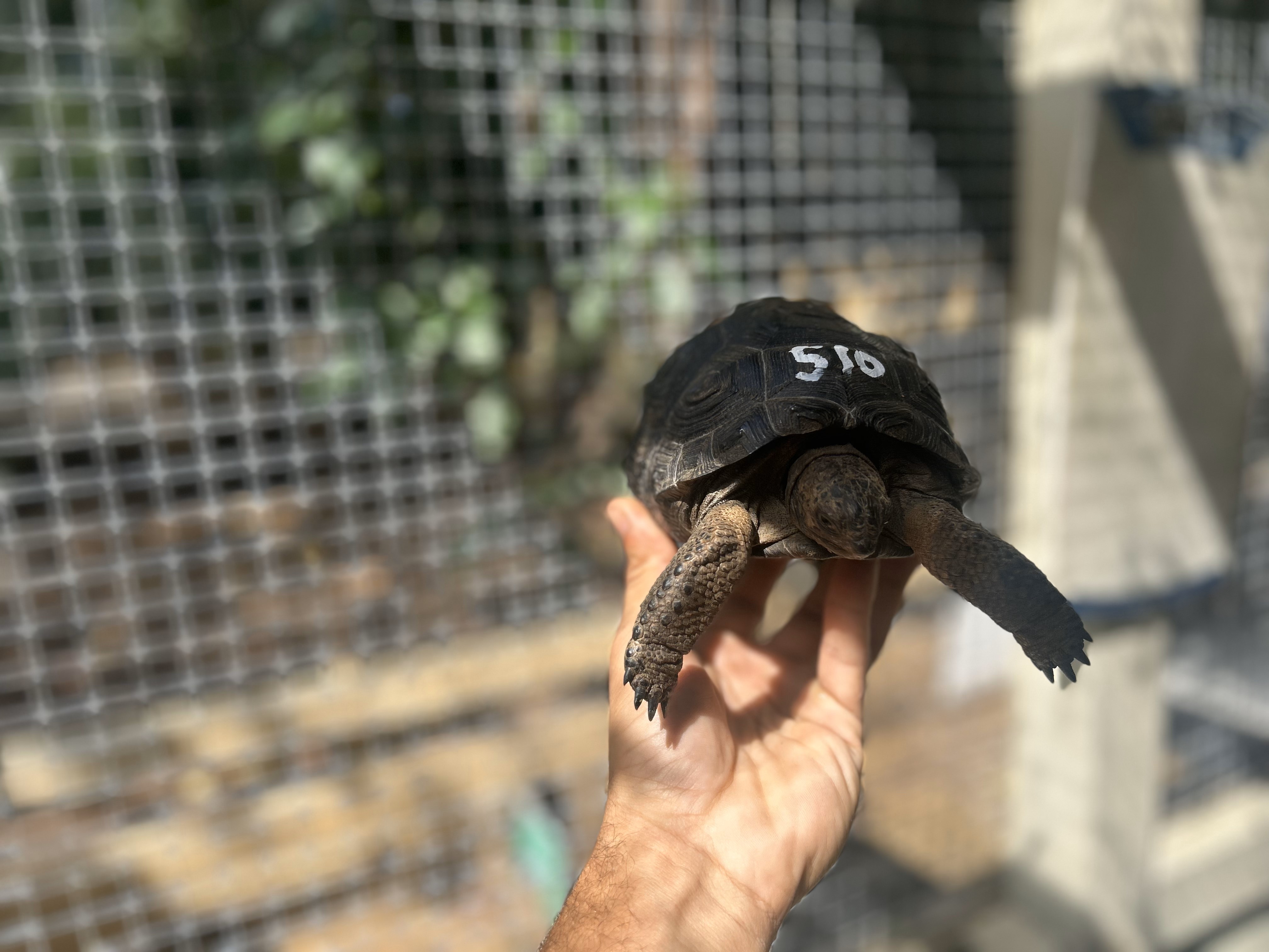 Florida Iguana & Tortoise Breeders