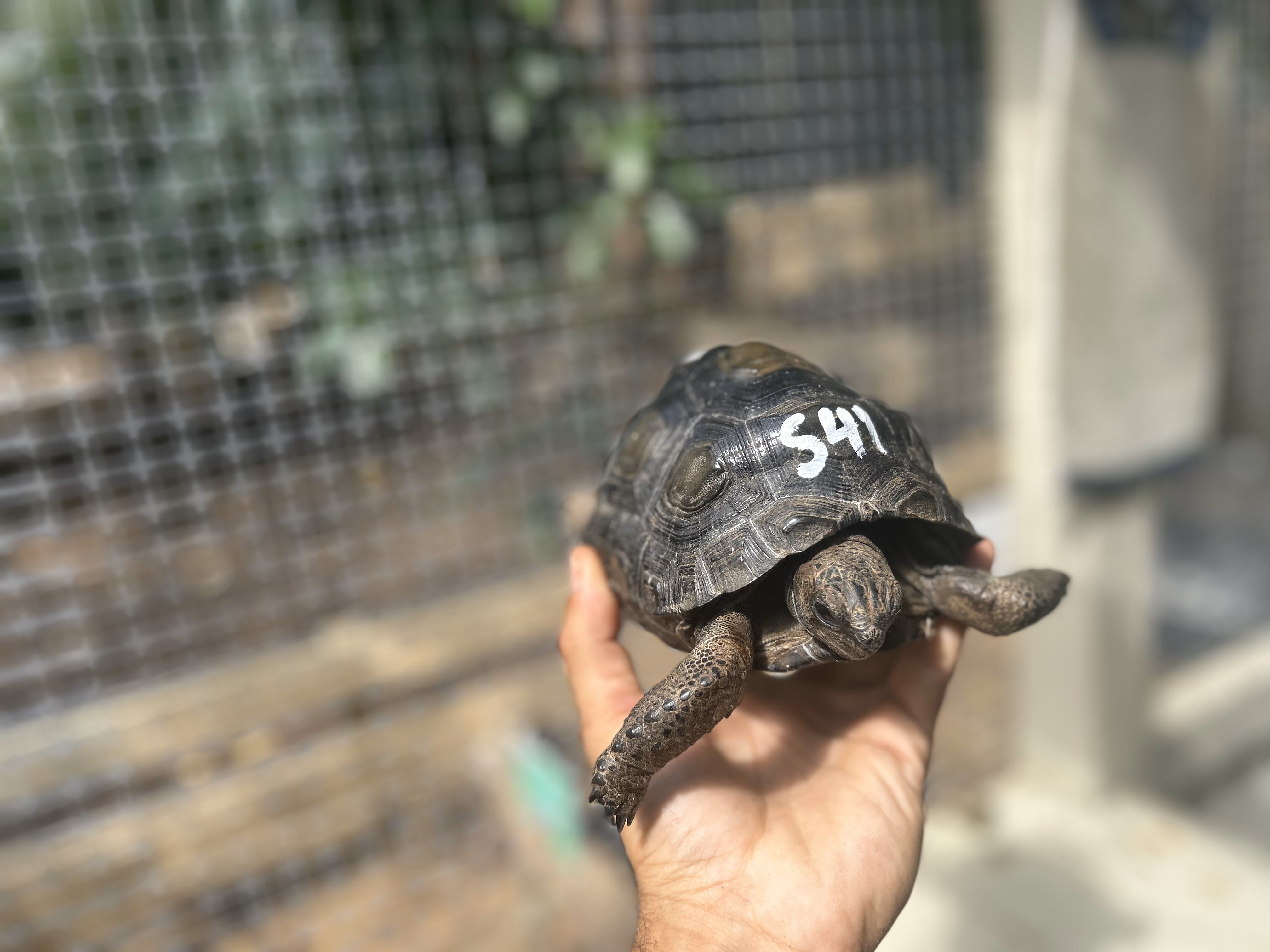 Florida Iguana & Tortoise Breeders